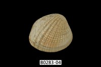 藏品(厚殼縱簾蛤)的圖片